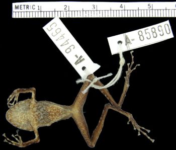 Media type: image; Herpetology A-94465